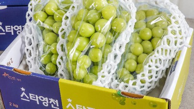 🎁 놓치면 후회! 특가 샤인머스켓 포도 선물 후기🍇